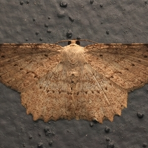Luxiaria ochrophara at Bulli, NSW - 29 May 2025 by jb2602