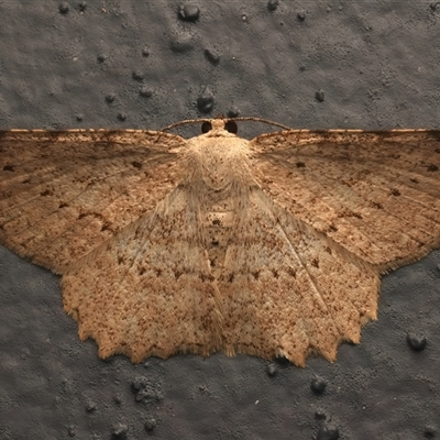 Luxiaria ochrophara (A Geometer moth (Dipitychini) at Bulli, NSW - 29 May 2025 by jb2602