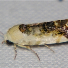 Acontia nivipicta (Blotched Shoulder) at Saint George, QLD - 2 Nov 2009 by PJH123
