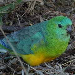 Psephotus haematonotus (Red-rumped Parrot) at Molonglo, ACT - Yesterday by SteveBorkowskis