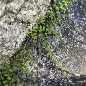 Asplenium flabellifolium at Tharwa, ACT - Today by Clarel