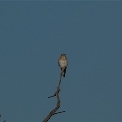 Falco cenchroides (Nankeen Kestrel) at Molonglo, ACT - Yesterday by SteveBorkowskis