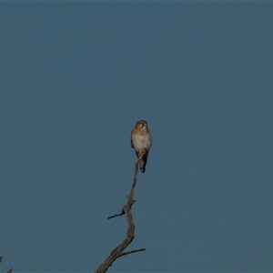 Falco cenchroides at Molonglo, ACT - Today by SteveBorkowskis