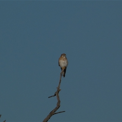 Falco cenchroides (Nankeen Kestrel) at Molonglo, ACT - Yesterday by SteveBorkowskis