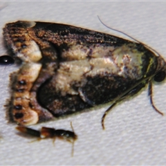 Armactica endoleuca (A Noctuoid moth (Nolidae) at Saint George, QLD - 2 Nov 2009 by PJH123
