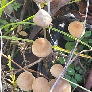 Mycena sp. (genus) at Tharwa, ACT - Today by Clarel