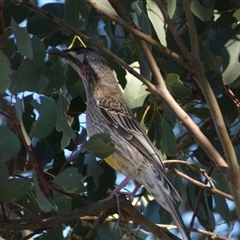 Anthochaera carunculata (Red Wattlebird) at Denman Prospect, ACT - Yesterday by SteveBorkowskis