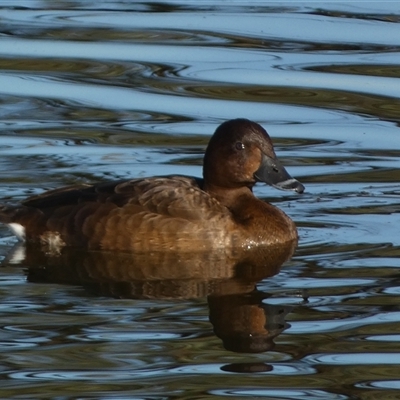 Aythya australis (Hardhead) at Denman Prospect, ACT - Yesterday by SteveBorkowskis