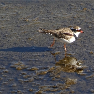Charadrius melanops at Whitlam, ACT - Today by SteveBorkowskis