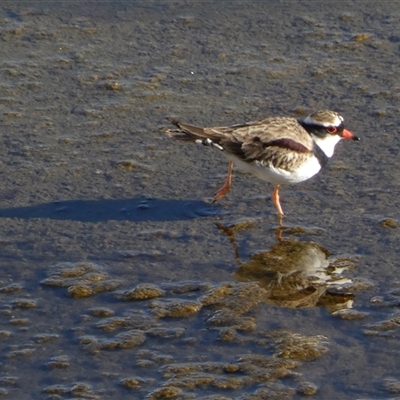 Charadrius melanops (Black-fronted Dotterel) at Whitlam, ACT - Yesterday by SteveBorkowskis