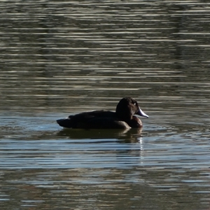 Aythya australis at Whitlam, ACT - Today by SteveBorkowskis