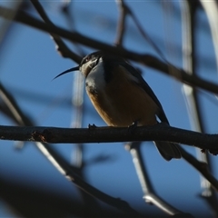 Acanthorhynchus tenuirostris (Eastern Spinebill) at Jerrabomberra, NSW - 24 May 2025 by SteveBorkowskis