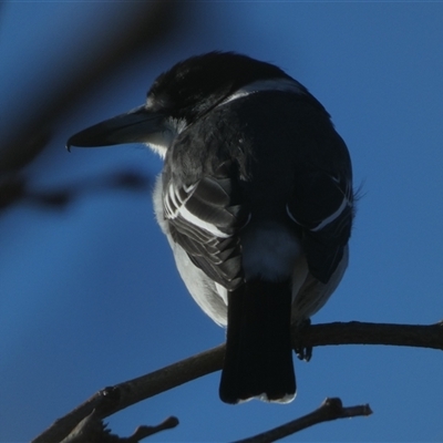 Cracticus torquatus (Grey Butcherbird) at Jerrabomberra, NSW - 24 May 2025 by SteveBorkowskis
