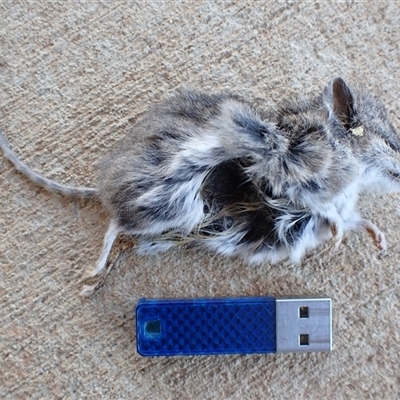 Sminthopsis murina (Common Dunnart) by TwoRivers