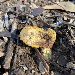 Unverified Cap on a stem; pores below cap [boletes & stemmed polypores] at Bruce, ACT - 30 May 2025 by Dwright