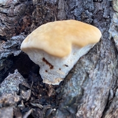 Unverified Pored or somewhat maze-like on underside [bracket polypores] at Bruce, ACT - 30 May 2025 by Dwright