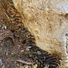 Phellinus sp. at Bruce, ACT - 30 May 2025 by Dwright