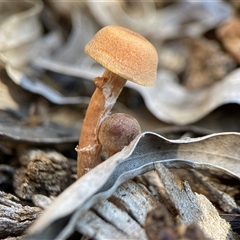 Unverified Uncategorised Fungi at Bruce, ACT - Yesterday by Dwright