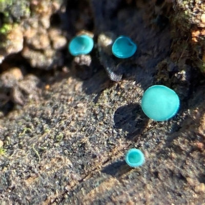 Chlorociboria (An elfcup fungus) at Bruce, ACT - 30 May 2025 by Dwright