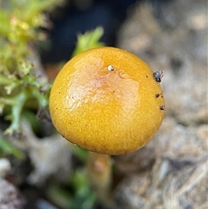 Unverified Uncategorised Fungi at Bruce, ACT - Yesterday by Dwright