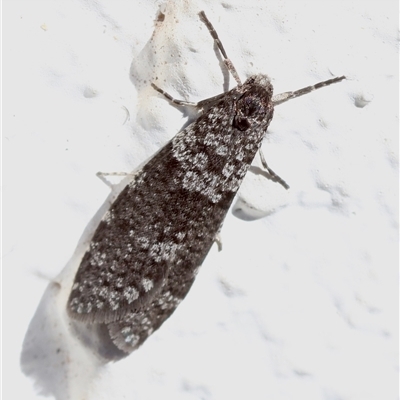 Lepidoscia (genus) ADULT (A Case moth) by LisaH