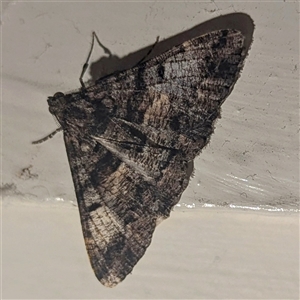 Unverified Moth (Lepidoptera) by HelenCross