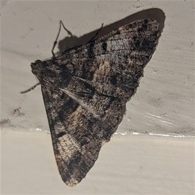 Unverified Moth (Lepidoptera) by HelenCross
