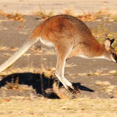 Notamacropus rufogriseus (Red-necked Wallaby) at Rendezvous Creek, ACT - 31 May 2025 by Harrisi