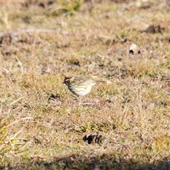 Pyrrholaemus sagittatus (Speckled Warbler) at Rendezvous Creek, ACT - 31 May 2025 by Harrisi