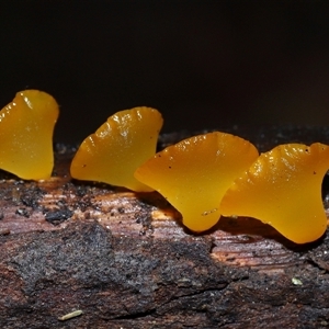 Bisporella citrina at Paddys River, ACT - 28 May 2025 by TimL