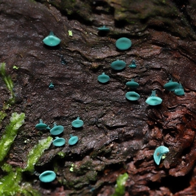 Chlorociboria at Paddys River, ACT - 28 May 2025 by TimL