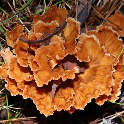 Unverified Cap funnel-like at Paddys River, ACT - 28 May 2025 by TimL