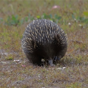 Tachyglossus aculeatus (Short-beaked Echidna) at Throsby, ACT - 12 Mar 2025 by TimL
