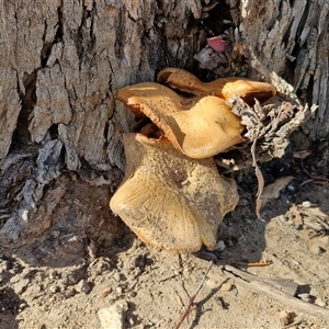 Gymnopilus junonius at Goulburn, NSW - Yesterday by trevorpreston