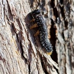 Perga sp. (genus) (Sawfly or Spitfire) at Goulburn, NSW - 31 May 2025 by trevorpreston