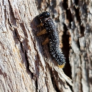 Perga sp. (genus) at Goulburn, NSW - Yesterday by trevorpreston