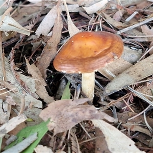 Unverified Cap on a stem; gills below cap [mushrooms or mushroom-like] at Goulburn, NSW - Yesterday by trevorpreston