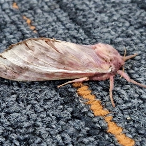 Unverified Moth (Lepidoptera) at Lyneham, ACT - 26 May 2025 by trevorpreston
