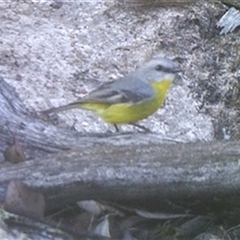 Eopsaltria australis (Eastern Yellow Robin) at Ballyroe, NSW - 7 May 2019 by TwoRivers