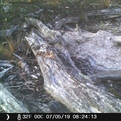 Eopsaltria australis at Ballyroe, NSW - suppressed