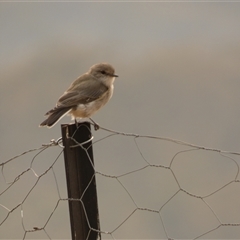 Microeca fascinans at Ballyroe, NSW - suppressed