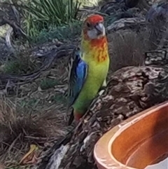 Platycercus eximius at Ballyroe, NSW - 12 Mar 2021 03:57 PM