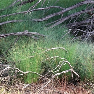 Unverified Rush, Sedge or Mat Rush at Gateway Island, VIC - 25 May 2025 by KylieWaldon