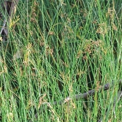 Juncus sp. at Gateway Island, VIC - 25 May 2025 10:34 AM