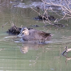 Anas superciliosa at Gateway Island, VIC - 25 May 2025 11:11 AM