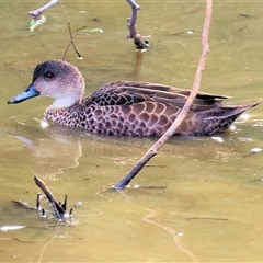 Anas gracilis at Gateway Island, VIC - 25 May 2025 11:10 AM