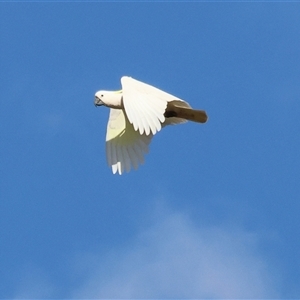 Cacatua galerita at Gateway Island, VIC - 25 May 2025 by KylieWaldon