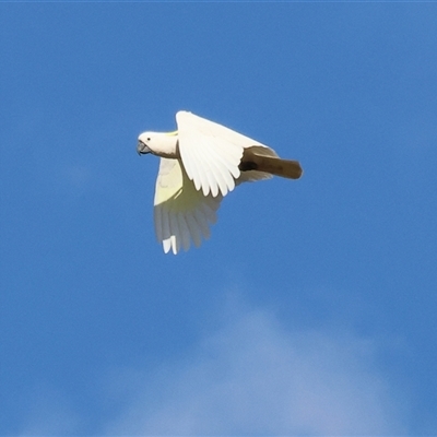 Cacatua galerita at Gateway Island, VIC - 25 May 2025 by KylieWaldon