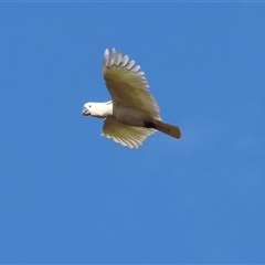 Cacatua galerita at Gateway Island, VIC - 25 May 2025 10:39 AM