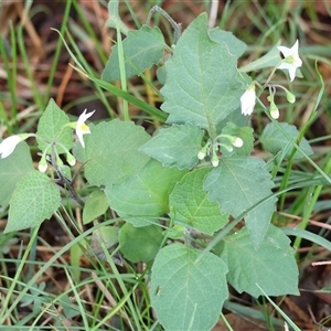 Solanum (genus) at Gateway Island, VIC - 25 May 2025 by KylieWaldon
